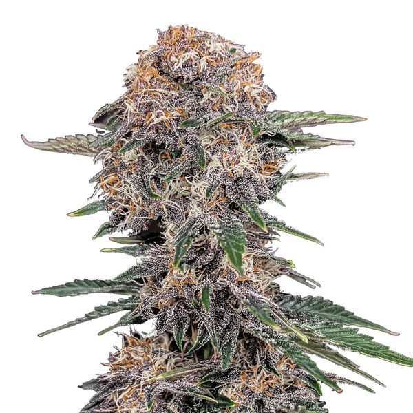 Cherry Cola Auto (FastBuds) Feminisoidut
