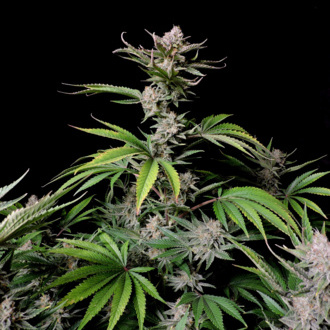 Cherry Cola Auto (FastBuds) Feminisoidut