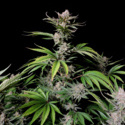 Cherry Cola Auto (FastBuds) Feminisoidut