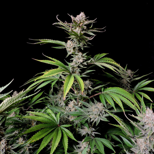 Cherry Cola Auto (FastBuds) Feminisoidut
