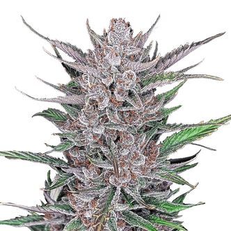 Gorilla Punch Auto (FastBuds) feminisoitu