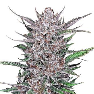 Gorilla Punch Auto (FastBuds) Feminisoidut