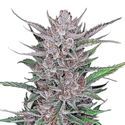 Gorilla Punch Auto (FastBuds) Feminisoidut