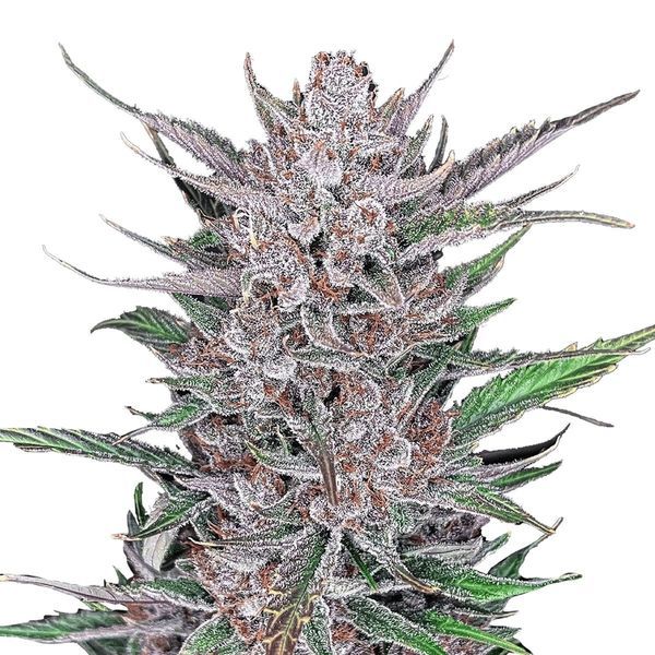 Gorilla Punch Auto (FastBuds) Feminisoidut