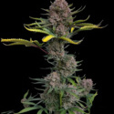 Gorilla Punch Auto (FastBuds) Feminisoidut
