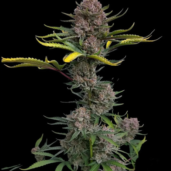 Gorilla Punch Auto (FastBuds) Feminisoidut