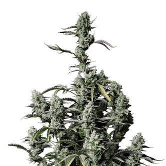 Gorilla Zkittlez Auto (FastBuds) feminisoidut