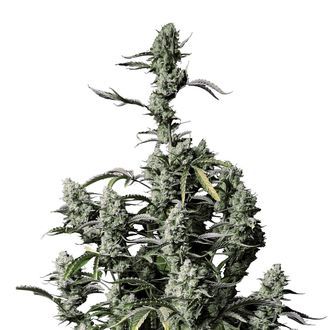 Gorilla Zkittlez Auto (FastBuds) Feminisoidut