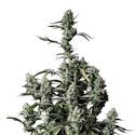 Gorilla Zkittlez Auto (FastBuds) Feminisoidut