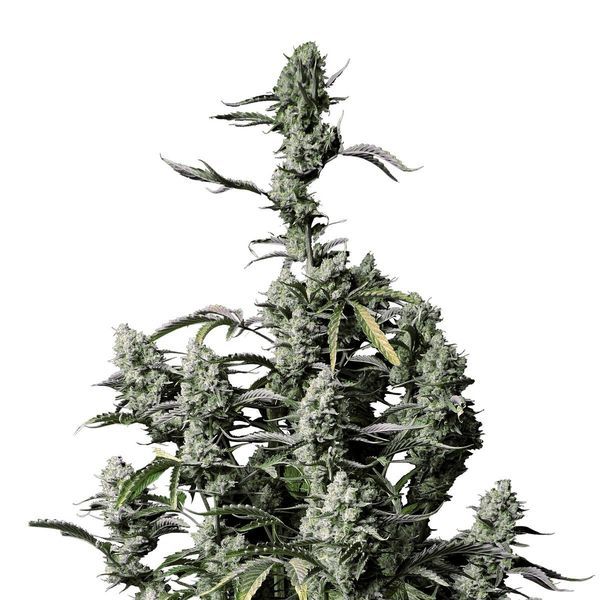 Gorilla Zkittlez Auto (FastBuds) Feminisoidut