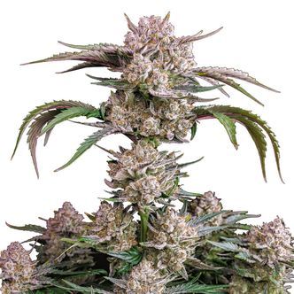 Strawberry Gorilla Auto (FastBuds) feminisoidut kannabiksen siemenet