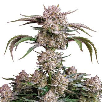 Strawberry Gorilla Auto (FastBuds) Feminisoidut