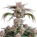 Strawberry Gorilla Auto (FastBuds) Feminisoidut