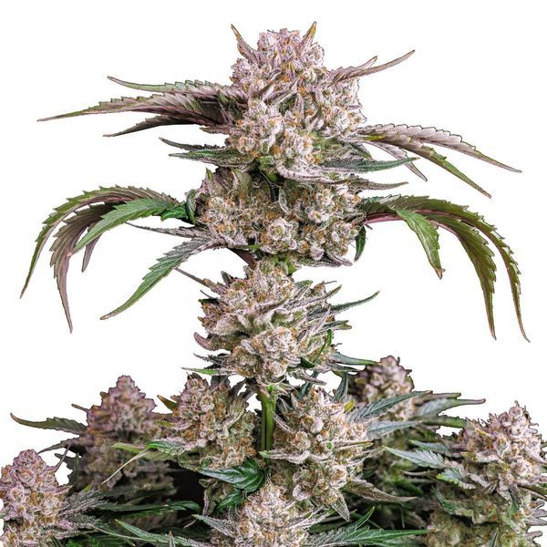Strawberry Gorilla Auto (FastBuds) Feminisoidut
