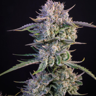 Strawberry Gorilla Auto (FastBuds) Feminisoidut