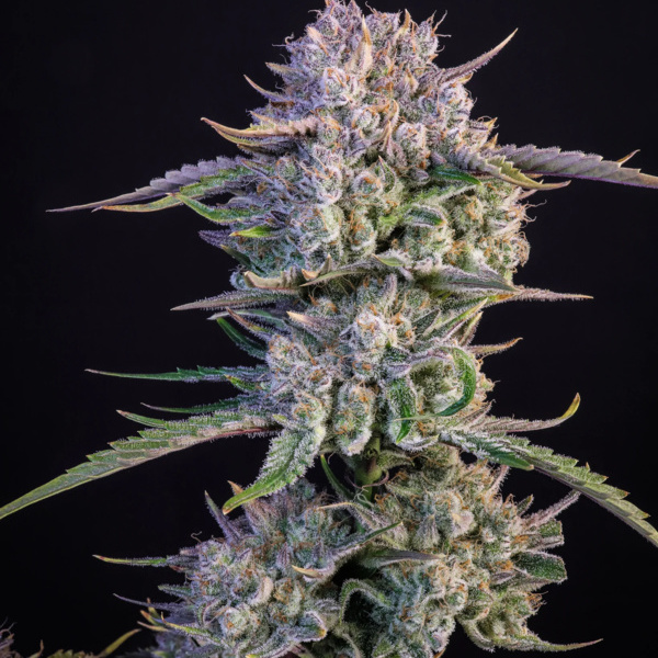 Strawberry Gorilla Auto (FastBuds) Feminisoidut