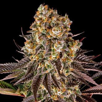 Gelato 45 (Barney's Farm) Feminisoidut