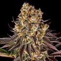 Gelato 45 (Barney's Farm) Feminisoidut