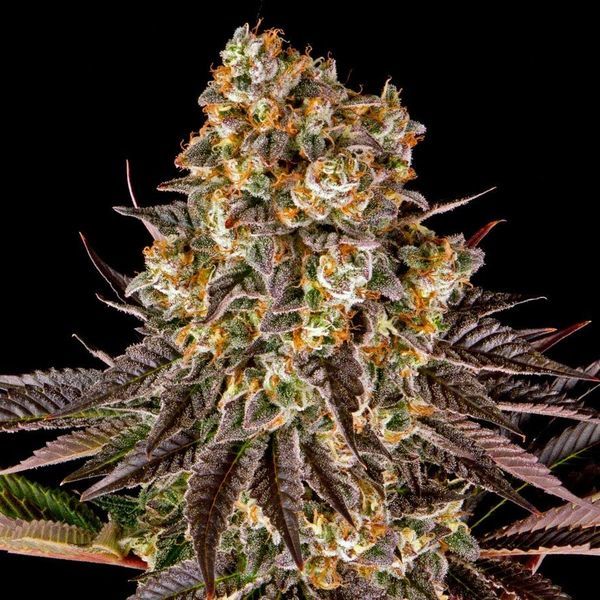 Gelato 45 (Barney's Farm) Feminisoidut