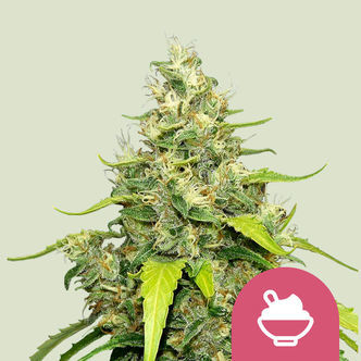 Blue Gelato (Royal Queen Seeds) feminisoitu