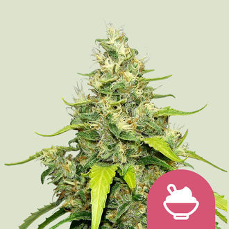 Blue Gelato (Royal Queen Seeds) Feminisoidut