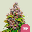 Watermelon (Royal Queen Seeds) Feminisoidut