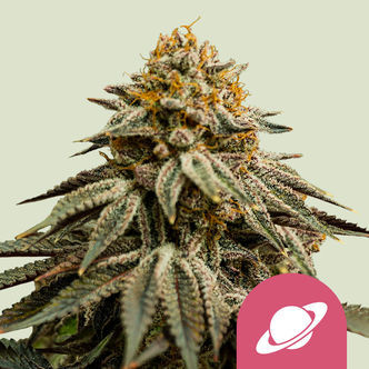 Royal Skywalker (Royal Queen Seeds) feminisoidut kannabiksen siemenet