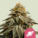 Royal Skywalker (Royal Queen Seeds) Feminisoidut