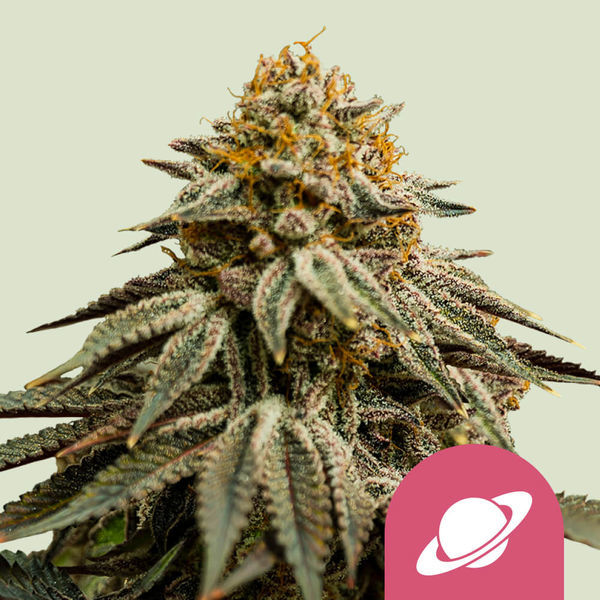 Royal Skywalker (Royal Queen Seeds) Feminisoidut