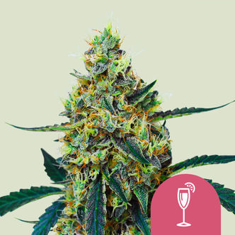 Mimosa (Royal Queen Seeds) feminisoidut kannabiksen siemenet