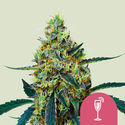 Mimosa (Royal Queen Seeds) Feminisoidut