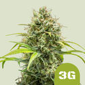 Triple G Autoflower (Royal Queen Seeds) Feminisoidut