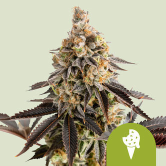 Cookies Gelato Automatic (Royal Queen Seeds) feminisoitu