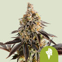 Cookies Gelato Autoflower (Royal Queen Seeds) Feminisoidut