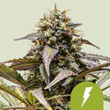 North Thunderfuck Autoflower (Royal Queen Seeds) Feminisoidut