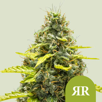 Royal Runtz Automatic (Royal Queen Seeds) feminisoitu