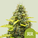 Royal Runtz Autoflower (Royal Queen Seeds) Feminisoidut