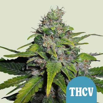 Royal THCV (Royal Queen Seeds) feminisoidut