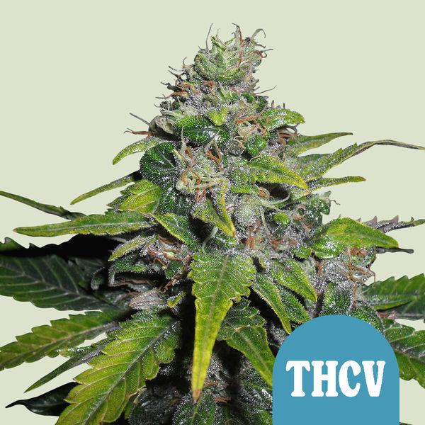 Royal THCV (Royal Queen Seeds) Feminisoidut