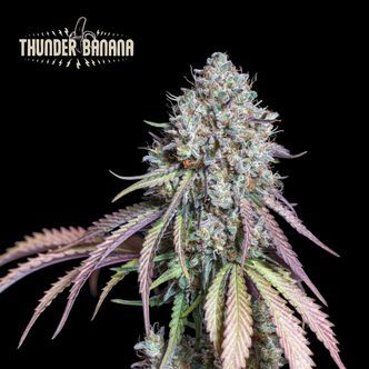 Thunder Banana (Seedstockers Superior)
