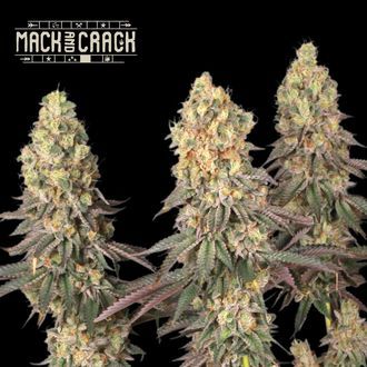 Mack ja Crack (Seedstockers)