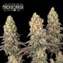 Mack ja Crack (Seedstockers)