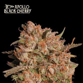 Apollo Black Cherry Auto (Seedstockers Superior) feminisoidut