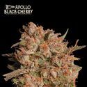 Apollo Black Cherry Auto (Seedstockers) Feminisoidut