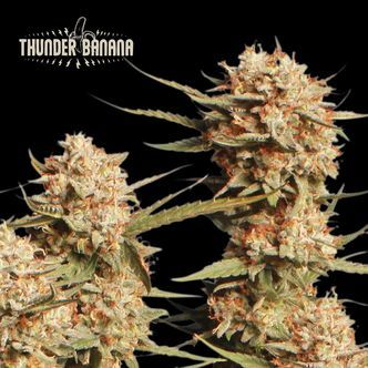 Thunder Banana Auto (Seedstockers Superior) feminisoitu
