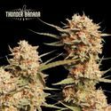 Thunder Banana Auto (Seedstockers) Feminisoidut