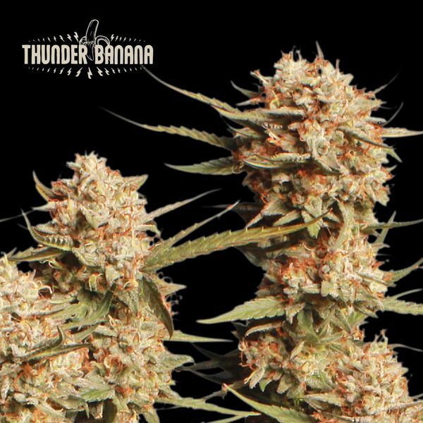 Thunder Banana Auto (Seedstockers) Feminisoidut