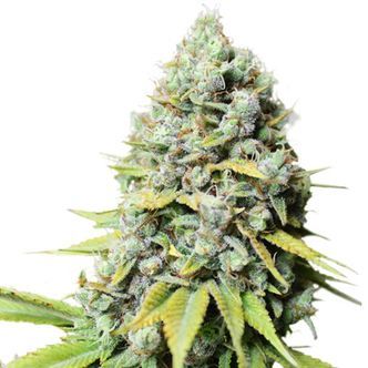 Kosher Haze (Super Sativa Seed Club) feminisoidut kannabiksen siemenet