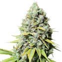 Kosher Haze (Super Sativa Seed Club) Feminisoidut