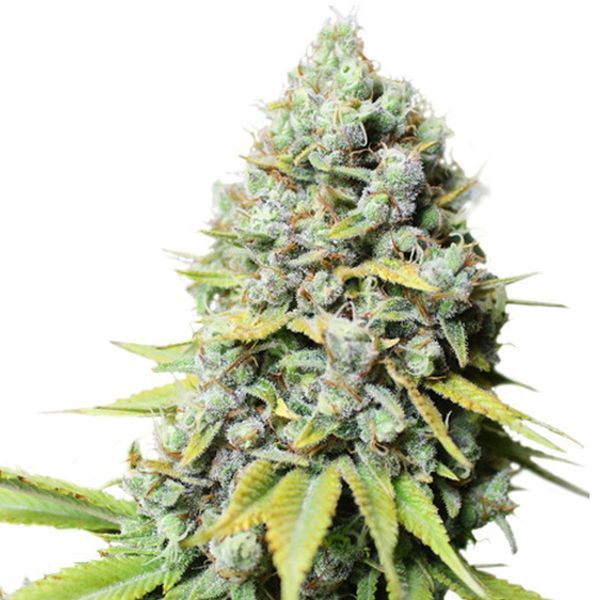 Kosher Haze (Super Sativa Seed Club) Feminisoidut